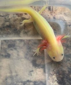 GFP Lucy