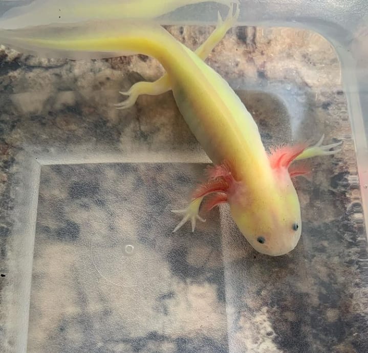 GFP Lucy