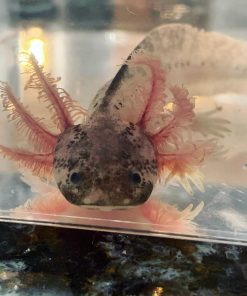 Dirty Leucistic Axolotl