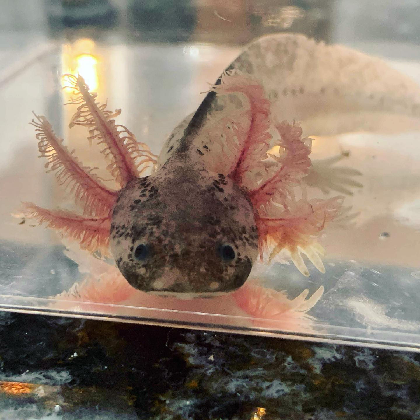 Dirty Leucistic Axolotl