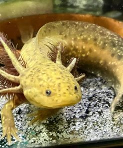 Copper Axolotl