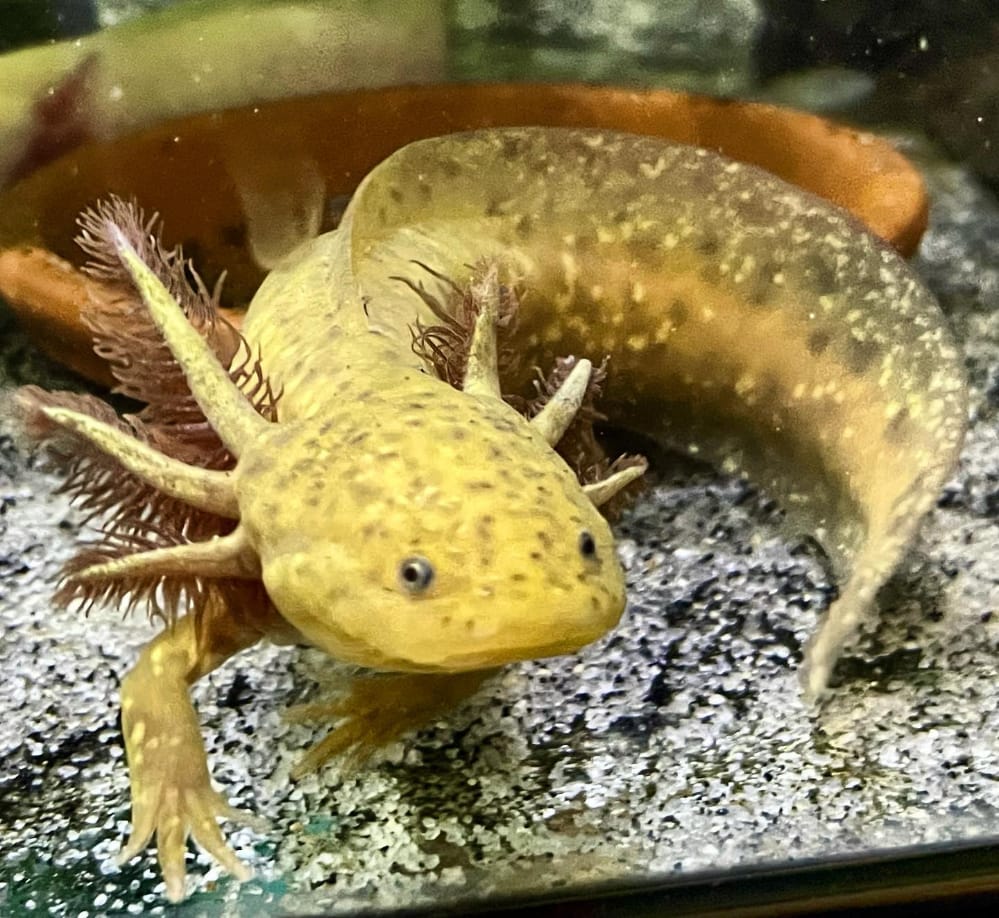 Copper Axolotl