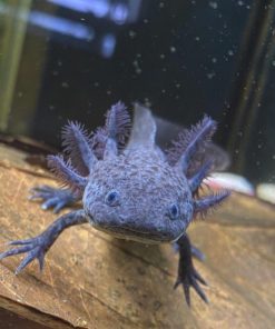 axanthic axolotl for sale