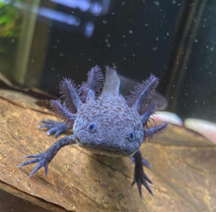 axanthic axolotl for sale