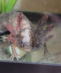 Mosaic Axolotl