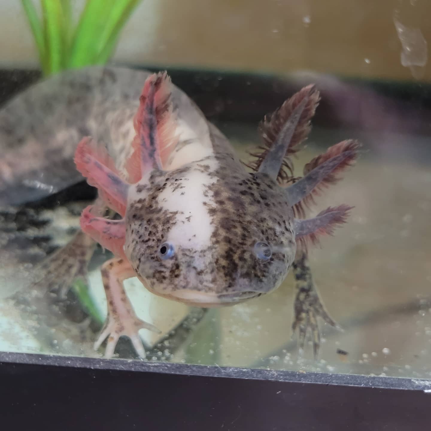 Mosaic Axolotl