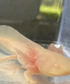 white albino axolotl
