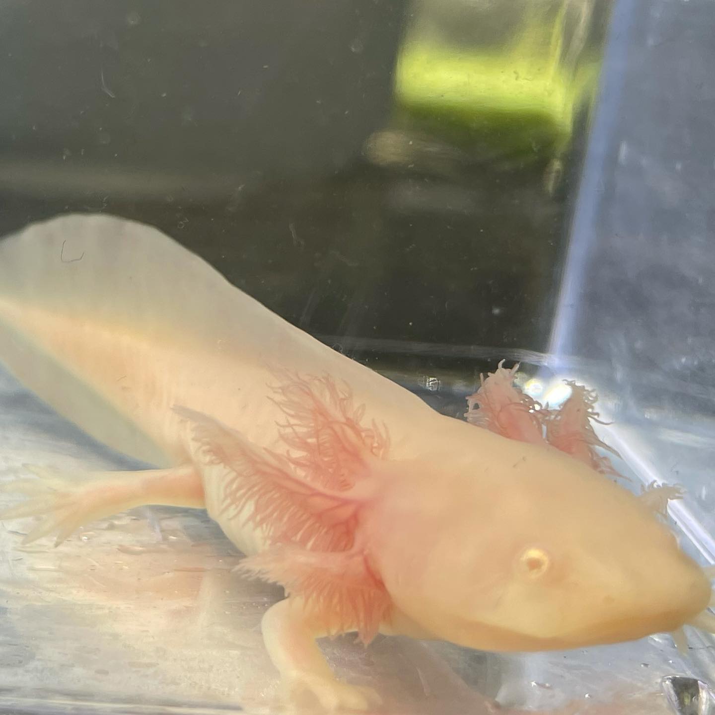 white albino axolotl