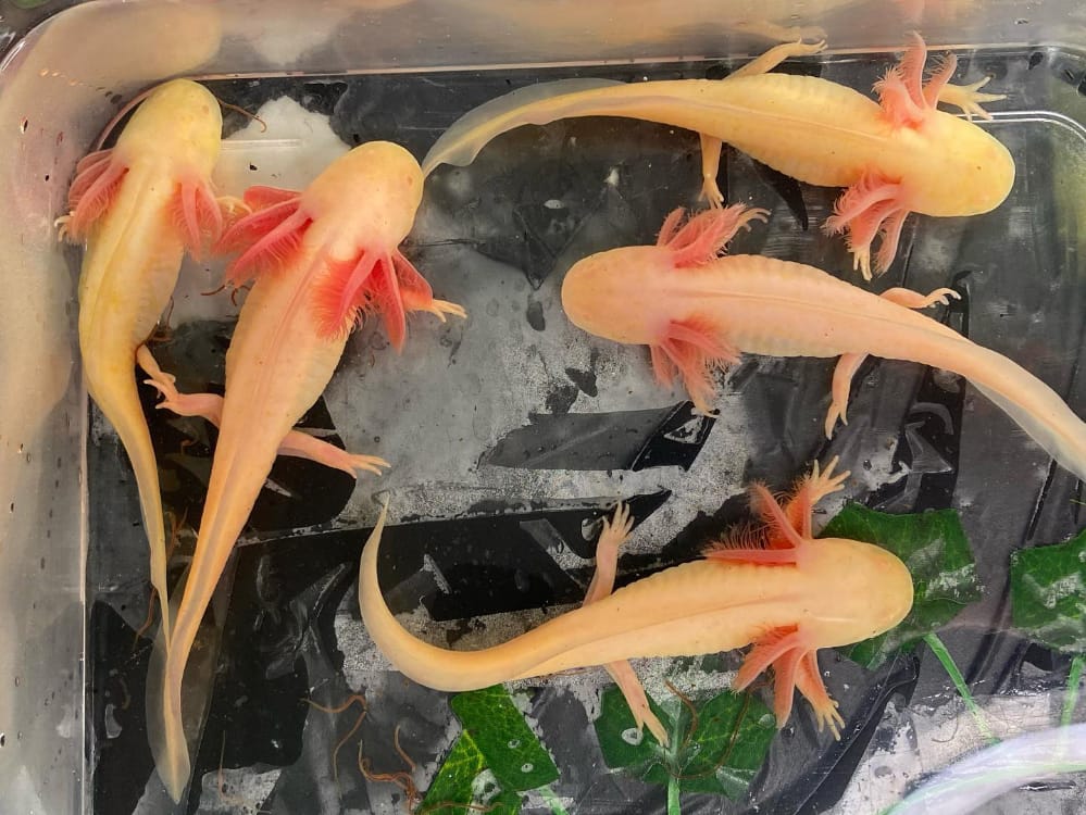GFP AND NON GFP MEL