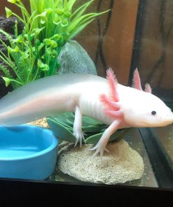 Lucy Axolotl
