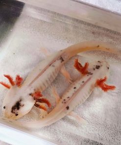 mosaic axolotls for sale