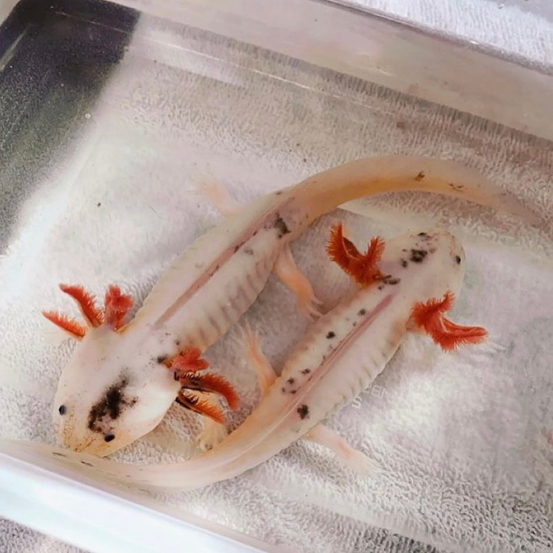 mosaic axolotls for sale
