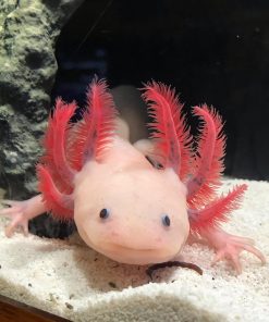 Pink Lucy