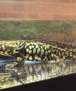 Tiger Salamander for Sale