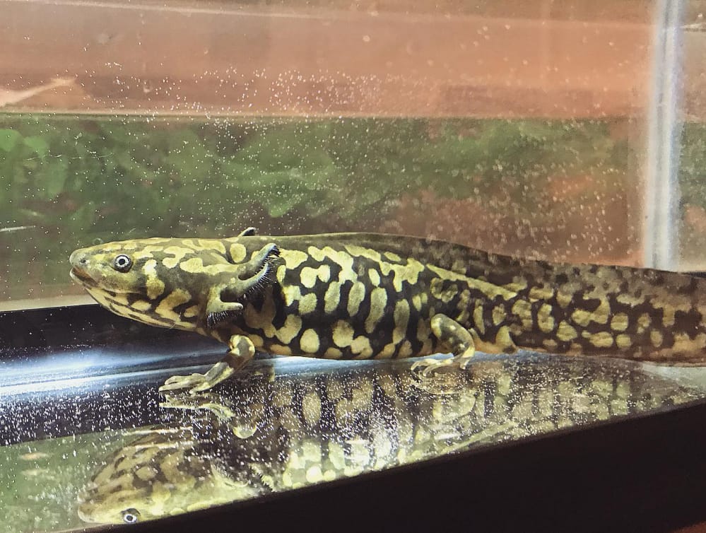 Tiger Salamander for Sale