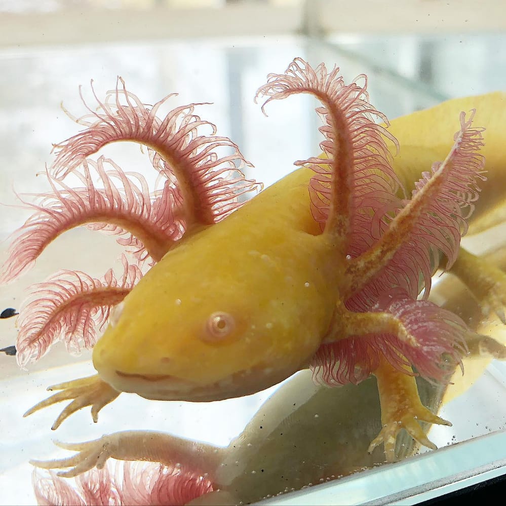 Golden albinos axolotl