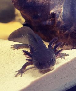 Black Melanoid