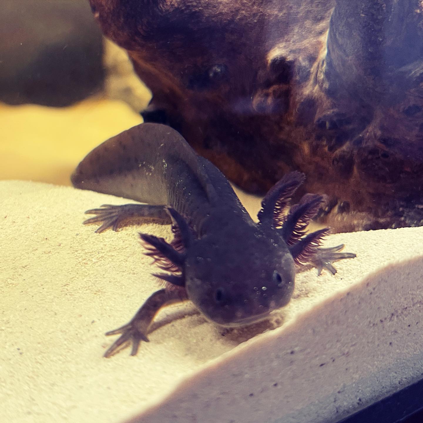 Black Melanoid