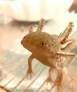copper axolotls