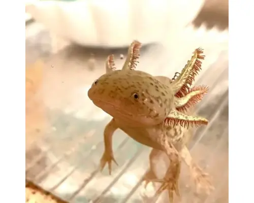 copper axolotls