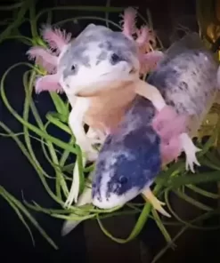 piebald axolotl