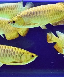 24k golden arowana fish
