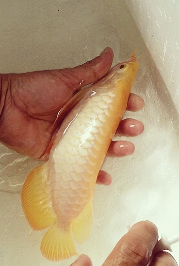 Albino Arowana for Sale