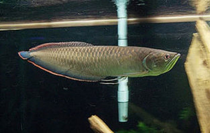 black arowana fish for sale