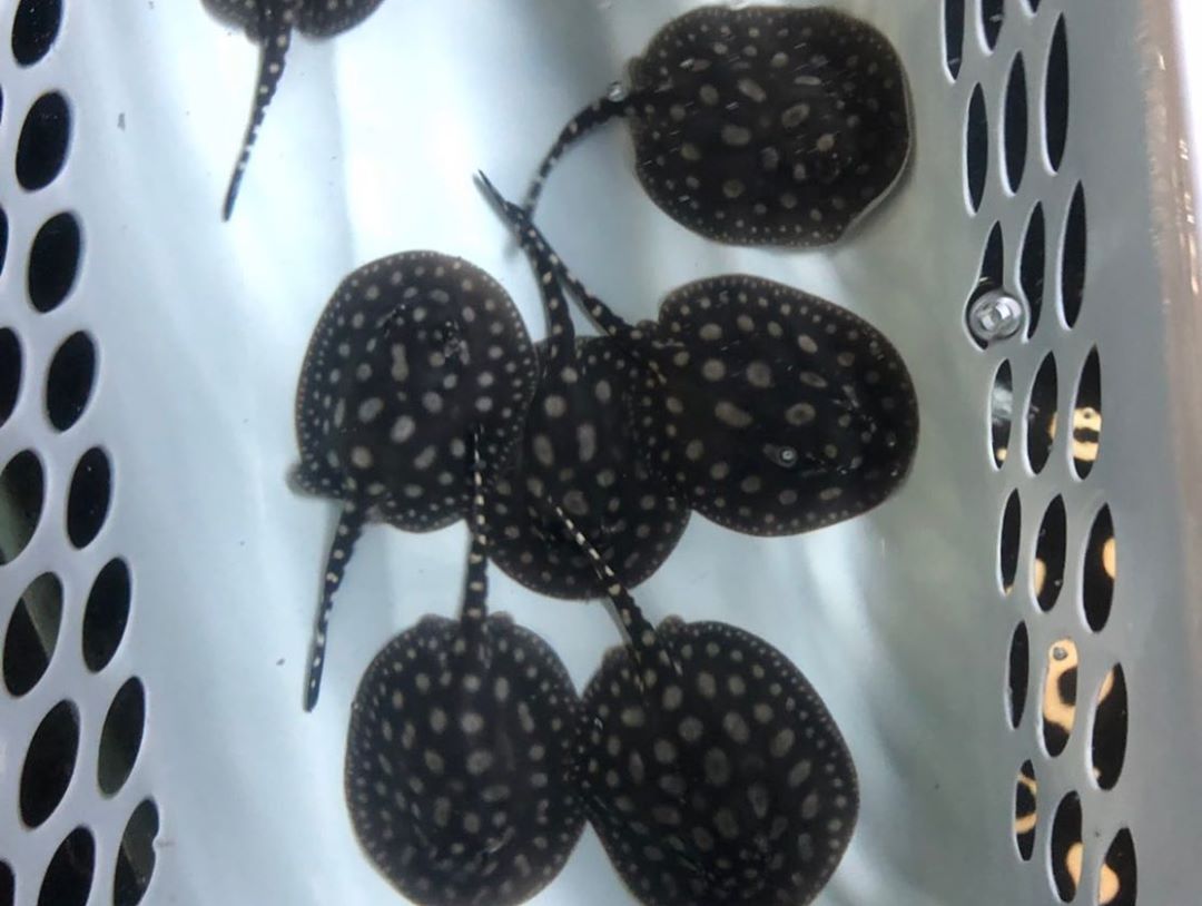 black diamond stingray for sale