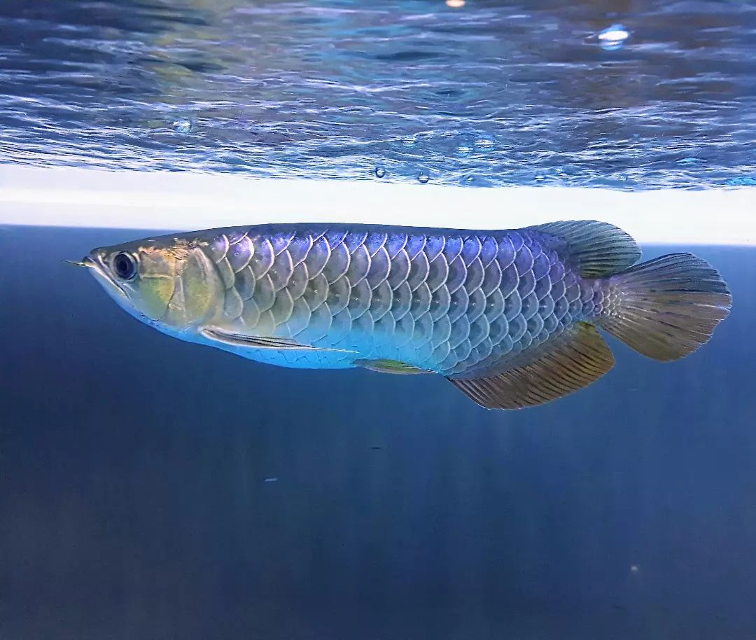 blue base arowana fish