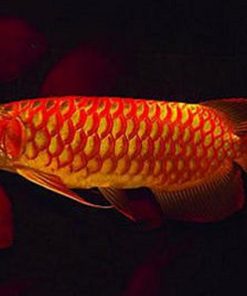 asian red arowana for sale