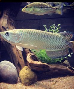 Buy Jardini Arowana