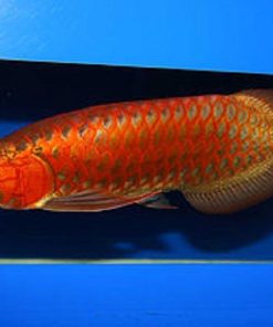 Chili Red Arowana