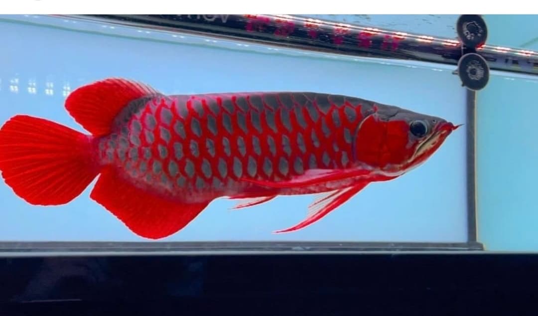 chili red arowana fish for sale