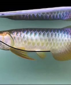 Cross Back Golden Arowana Fish