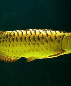 golden arowana fish