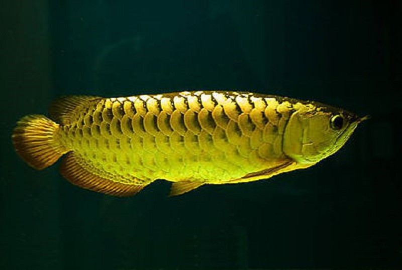 golden arowana fish