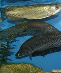 jardini arowana for sale