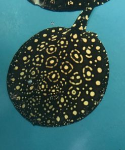 King Henlei Stingray