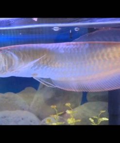 silver arowana for sale