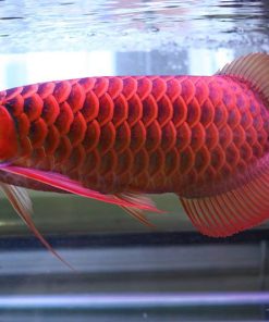 red arowana fish for sale