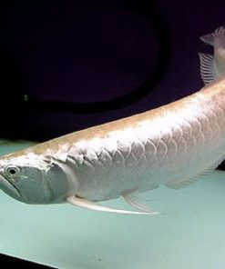 silver arowana fish