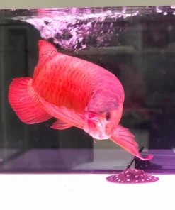 blood red arowana fish