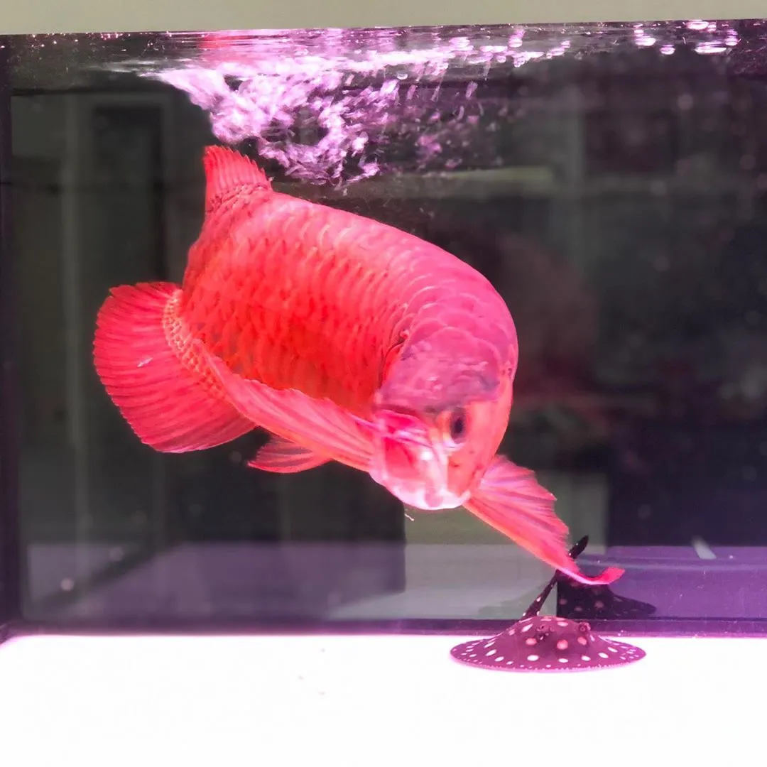 blood red arowana fish