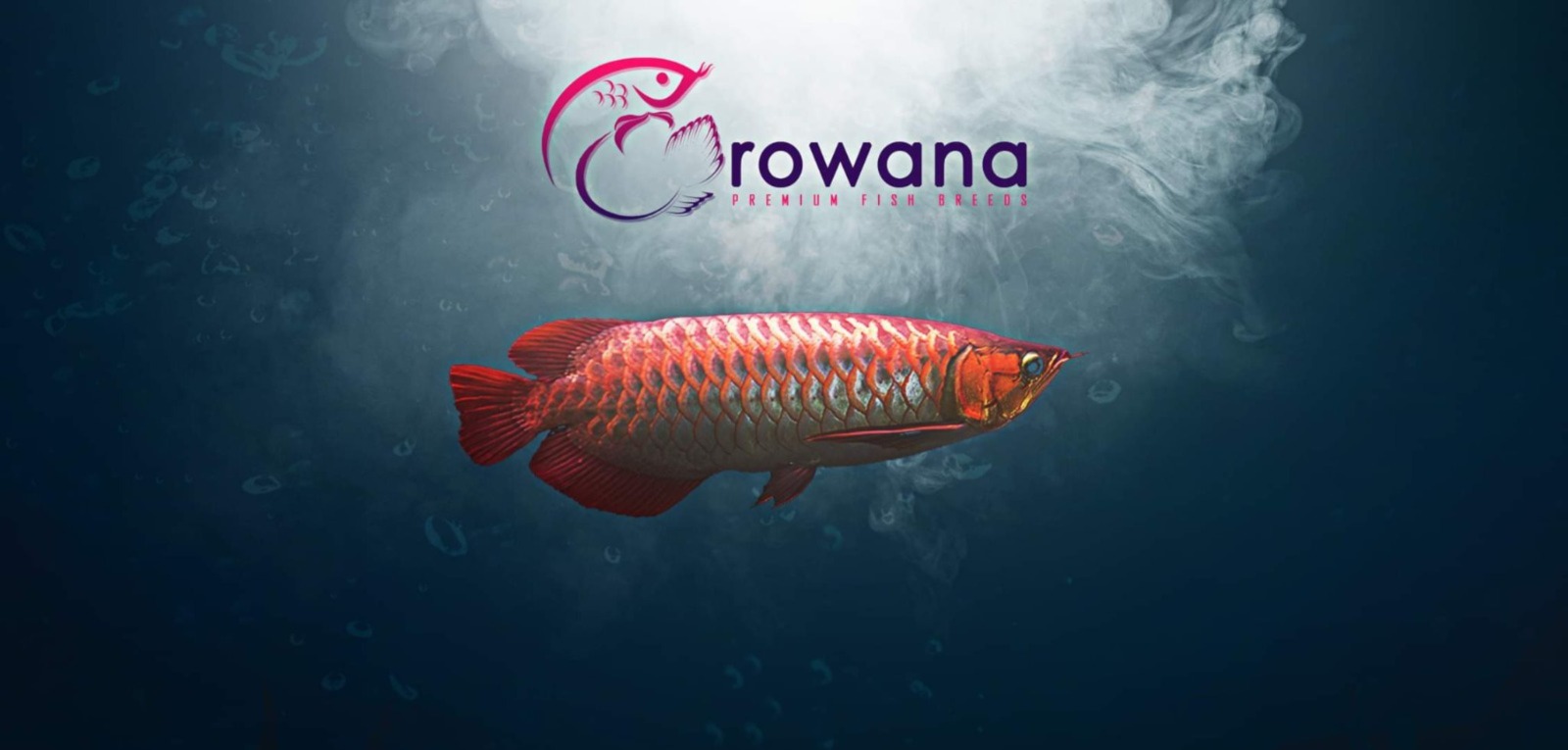 Premium Aquarium Fishes
